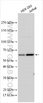 FIGLA Antibody in Western Blot (WB)