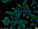KLHDC5 Antibody in Immunocytochemistry (ICC/IF)