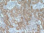 KLHDC5 Antibody in Immunohistochemistry (Paraffin) (IHC (P))