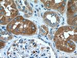 KLHDC5 Antibody in Immunohistochemistry (Paraffin) (IHC (P))