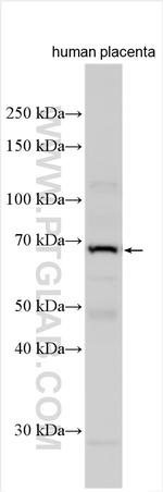 Spartan Antibody in Western Blot (WB)