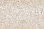 GPR45 Antibody in Immunohistochemistry (Paraffin) (IHC (P))