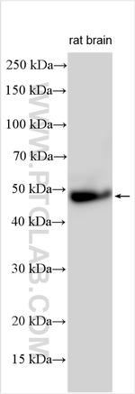 GPR45 Antibody in Western Blot (WB)