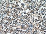 NRBF2 Antibody in Immunohistochemistry (Paraffin) (IHC (P))