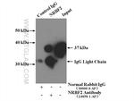 NRBF2 Antibody in Immunoprecipitation (IP)