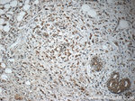 C13orf37 Antibody in Immunohistochemistry (Paraffin) (IHC (P))