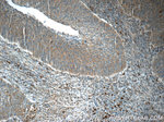 C13orf37 Antibody in Immunohistochemistry (Paraffin) (IHC (P))