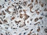C13orf37 Antibody in Immunohistochemistry (Paraffin) (IHC (P))