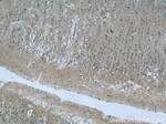 LRCH2 Antibody in Immunohistochemistry (Paraffin) (IHC (P))