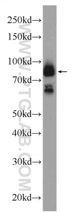 LRCH2 Antibody in Western Blot (WB)