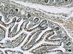 C22orf41 Antibody in Immunohistochemistry (Paraffin) (IHC (P))