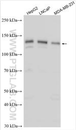 ZNF217 Antibody in Western Blot (WB)