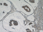 CWF19L2 Antibody in Immunohistochemistry (Paraffin) (IHC (P))
