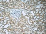 CWF19L2 Antibody in Immunohistochemistry (Paraffin) (IHC (P))