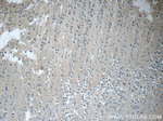 CWF19L2 Antibody in Immunohistochemistry (Paraffin) (IHC (P))