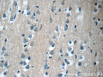 CWF19L2 Antibody in Immunohistochemistry (Paraffin) (IHC (P))