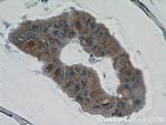 CWF19L2 Antibody in Immunohistochemistry (Paraffin) (IHC (P))
