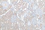 CWF19L2 Antibody in Immunohistochemistry (Paraffin) (IHC (P))