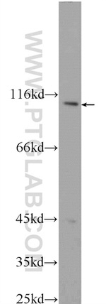 CWF19L2 Antibody in Western Blot (WB)
