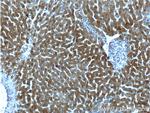 GPR153 Antibody in Immunohistochemistry (Paraffin) (IHC (P))