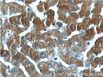 GPR153 Antibody in Immunohistochemistry (Paraffin) (IHC (P))