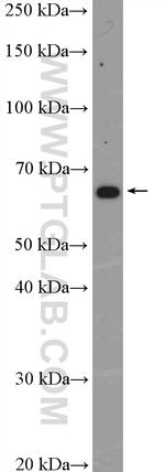 GPR153 Antibody in Western Blot (WB)