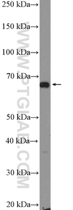 GPR153 Antibody in Western Blot (WB)