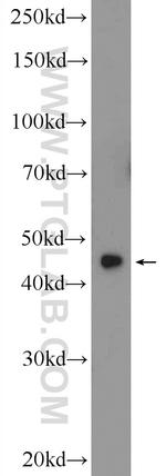ZNF320 Antibody in Western Blot (WB)