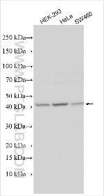 TTC39C Antibody in Western Blot (WB)