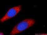 GEMIN5 Antibody in Immunocytochemistry (ICC/IF)