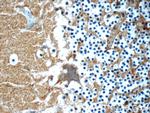 GEMIN5 Antibody in Immunohistochemistry (Paraffin) (IHC (P))