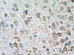 TMEM161A Antibody in Immunohistochemistry (Paraffin) (IHC (P))