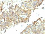 Alkaline Phosphatase (Tissue-Nonspecific) Antibody in Immunohistochemistry (Paraffin) (IHC (P))