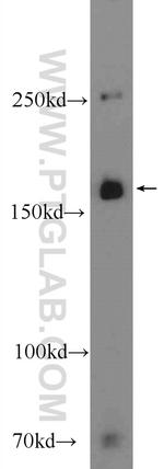 CUX2 Antibody in Western Blot (WB)