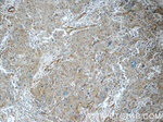 TMEM190 Antibody in Immunohistochemistry (Paraffin) (IHC (P))