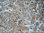 TMEM190 Antibody in Immunohistochemistry (Paraffin) (IHC (P))