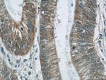 TMEM190 Antibody in Immunohistochemistry (Paraffin) (IHC (P))