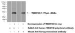 TMEM190 Antibody in Western Blot (WB)