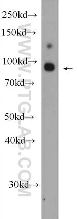 GRAMD1B Antibody in Western Blot (WB)