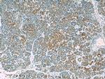 WFDC3 Antibody in Immunohistochemistry (Paraffin) (IHC (P))