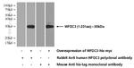 WFDC3 Antibody in Western Blot (WB)