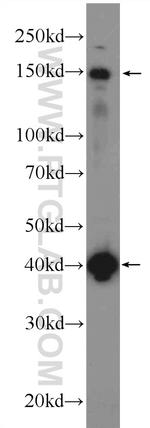KIAA0774 Antibody in Western Blot (WB)