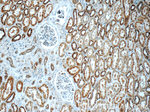 TMEM213 Antibody in Immunohistochemistry (Paraffin) (IHC (P))