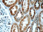 TMEM213 Antibody in Immunohistochemistry (Paraffin) (IHC (P))