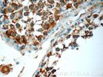 TMEM213 Antibody in Immunohistochemistry (Paraffin) (IHC (P))
