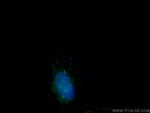 CEP112 Antibody in Immunocytochemistry (ICC/IF)