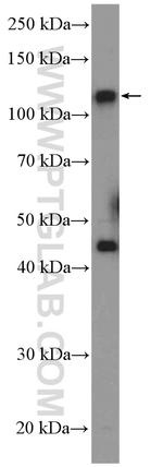 CEP112 Antibody in Western Blot (WB)