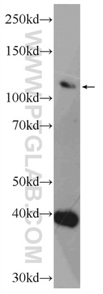 CEP112 Antibody in Western Blot (WB)