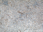 FAM155A Antibody in Immunohistochemistry (Paraffin) (IHC (P))