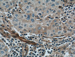 FAM155A Antibody in Immunohistochemistry (Paraffin) (IHC (P))